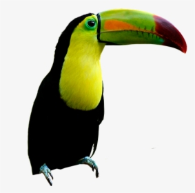 Toucan Beak Png, Transparent Png, Transparent PNG