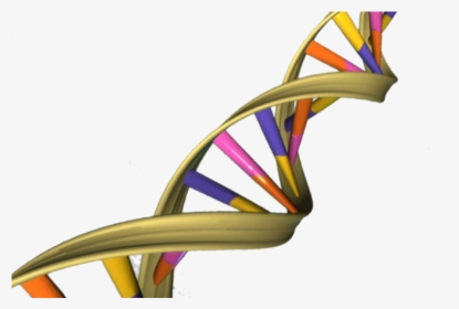 Aged Dna May Activate Genes Differently - Helix In Real Life, HD Png Download, Transparent PNG