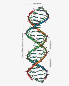 Deoxyribose Sugar Double Helix, HD Png Download, Transparent PNG