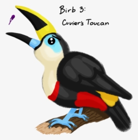 Collection Of Free Birds Download On Ubisafe - Toucan, HD Png Download, Transparent PNG