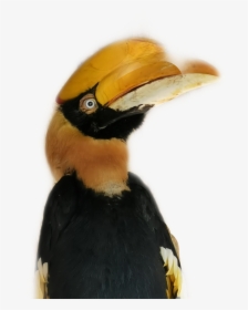 #tucan #bird - Hornbill, HD Png Download, Transparent PNG