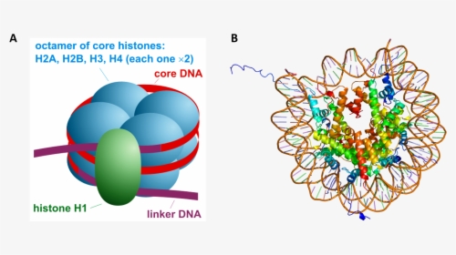 Histone Modification, HD Png Download, Transparent PNG