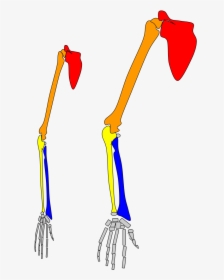 Ball And Socket Joint Gibbon Wrist, HD Png Download, Transparent PNG