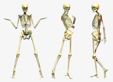 Human Skeleton Bone - Spooky Skeleton No Background, HD Png Download, Transparent PNG