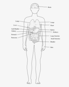 Human Body Organs - Human Body Structure Clipart, HD Png Download, Transparent PNG