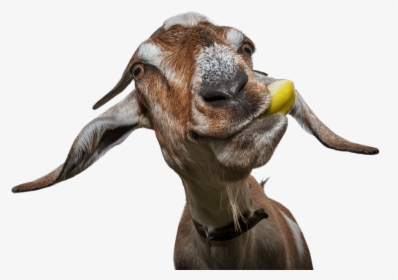 Get Started - Funny Goat, HD Png Download, Transparent PNG