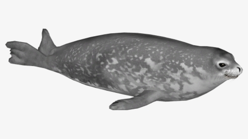 Humpback Whale , Png Download - Weddell Seal Transparent, Png Download, Transparent PNG