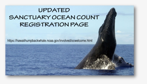 Humpback Whale Png, Transparent Png, Transparent PNG