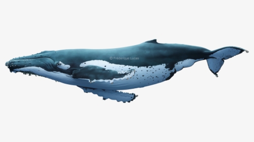 Grey Whale, HD Png Download, Transparent PNG