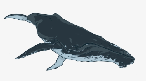 By Donating To Oceanswell You Are Helping Us - Humpback Whale, HD Png Download, Transparent PNG