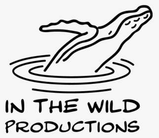 In The Wild Productions Whale Footage Whale Watch Videos - Line Art, HD Png Download, Transparent PNG