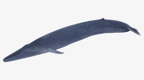 Beloniformes, HD Png Download, Transparent PNG