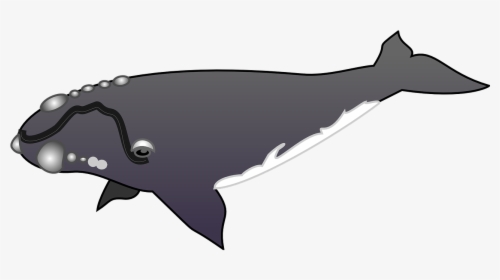 Humpback Whale Clipart Gray Whale - Grey Whale Clip Art, HD Png Download, Transparent PNG
