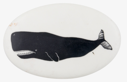 Sperm Whale 2 Art Button Museum - Ribbon Seal, HD Png Download, Transparent PNG