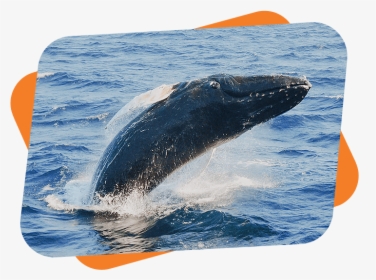No Whales Free Ticket - Whales, HD Png Download, Transparent PNG