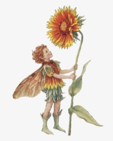 Image - Dei Fiori Cicely Mary Barker, HD Png Download, Transparent PNG