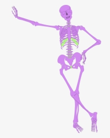 Human Skeleton Outline - Human Skeleton, HD Png Download, Transparent PNG