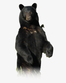 American Black Bear, HD Png Download, Transparent PNG