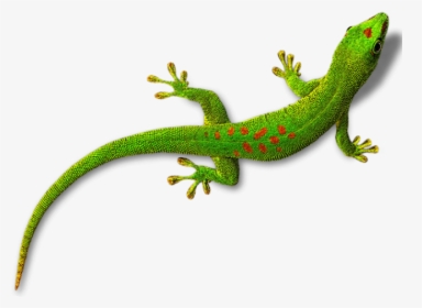 Gecko Png, Transparent Png, Transparent PNG