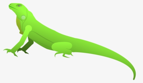 Carolina Anole, HD Png Download, Transparent PNG