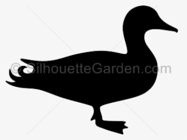 Wood Duck Clipart Silhouette Flying - Mallard Duck Silhouette Clip Art, HD Png Download, Transparent PNG