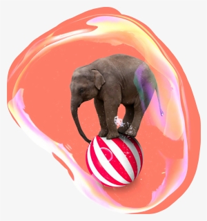 #circus #elephant #bubble - Elephant On A Ball, HD Png Download, Transparent PNG