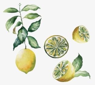 Transparent Lemon Emoji Png - Watercolor Lime Transparent Background, Png Download, Transparent PNG