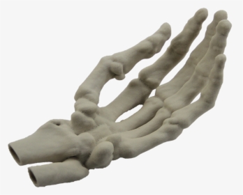 Hand Model Finger Human Skeleton - 3d Printed Skeleton Hand, HD Png Download, Transparent PNG