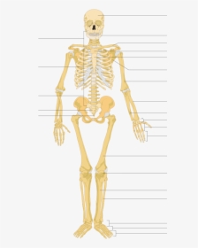 Human Skeleton Hd, HD Png Download, Transparent PNG