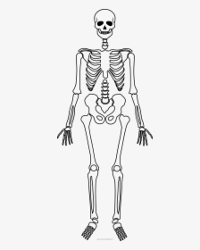 Skeleton Coloring Page - Scheletro Halloween Da Stampare, HD Png Download, Transparent PNG
