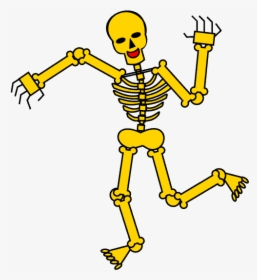 How To Draw Skeleton - Skeleton Drawing, HD Png Download, Transparent PNG