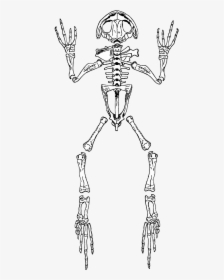 Frog Skeleton Anatomy Free Photo, HD Png Download, Transparent PNG