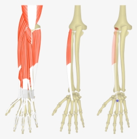 Muscles Pf The Forearm And Wrist, HD Png Download, Transparent PNG