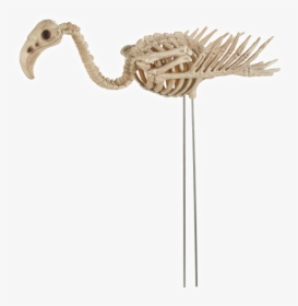 Skeleton Flamingo - Skeleton Of A Flamingo, HD Png Download, Transparent PNG