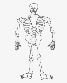 Sketch, HD Png Download, Transparent PNG