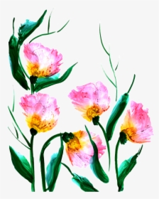 Tulip, HD Png Download, Transparent PNG