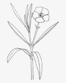 Transparent Flower Bushes Png - Nature Drawing A Flower, Png Download, Transparent PNG