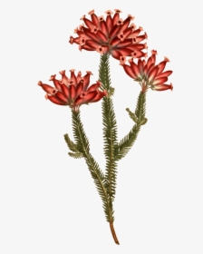 Stonecrop Family, HD Png Download, Transparent PNG