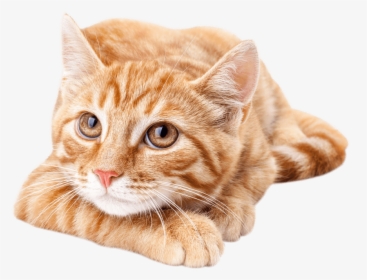 Cat,small To Medium Sized Cat,whiskers,european Short - Cute Orange Tabby Cat, HD Png Download, Transparent PNG