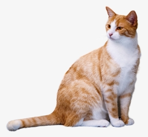 Transparent Orange Tabby Cat Clipart - Orange And White Cat, HD Png Download, Transparent PNG