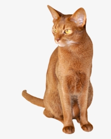 Abyssinian Chausie Burmese Cat German Rex Somali Cat - Transparent Background Abyssinian Cat Png, Png Download, Transparent PNG
