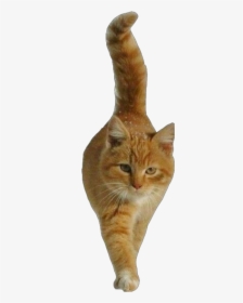 #cat #cutout #ginger #orange #walking #freetoeditnot - Domestic Short-haired Cat, HD Png Download, Transparent PNG