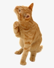 Kitty Transparent Orange - 41point9 Still Looking For Answers, HD Png Download, Transparent PNG