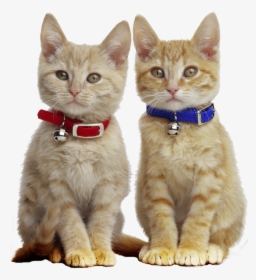 Ginger Cat With Collar, HD Png Download, Transparent PNG