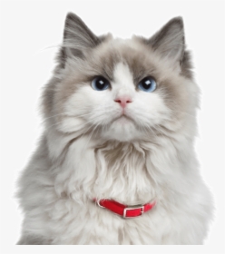 Orange Ragdoll Cat - Much Do Ragdoll Cats Cost, HD Png Download, Transparent PNG