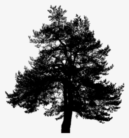 Tree, Silhouette, Nature, Trees, Plant, Branches - Red Pine, HD Png Download, Transparent PNG