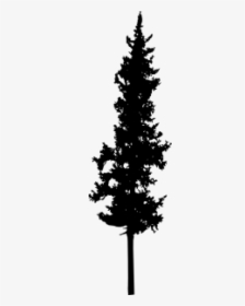Tall Pine Tree Silhouette, HD Png Download, Transparent PNG