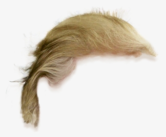 Donald Trump Hair Png, Transparent Png, Transparent PNG