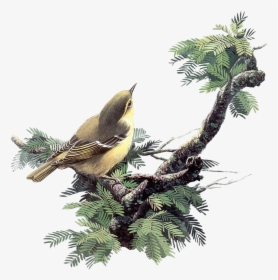 Paintings Of Birds, HD Png Download, Transparent PNG