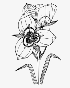 Big-podded Mariposa Lily Clip Arts - Sego Lily Clipart, HD Png Download, Transparent PNG